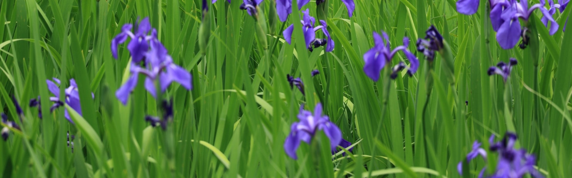 厚岸シングルモルト<br />
ジャパニーズウイスキー<br />
立夏 背景