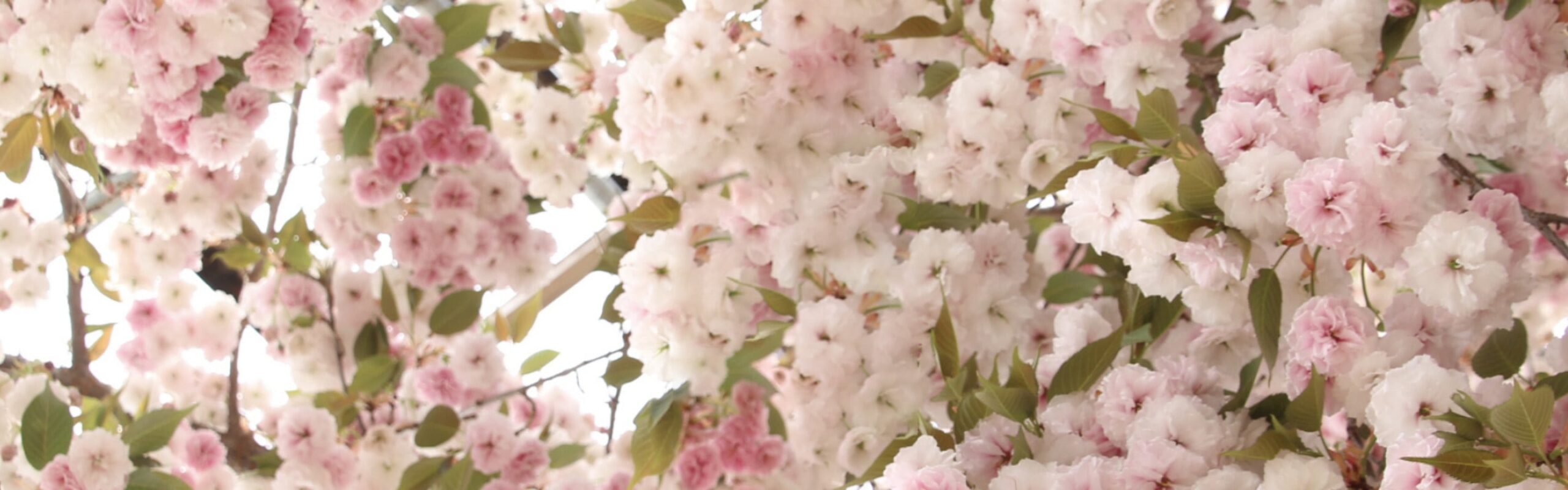 厚岸ブレンデッド<br />
ウイスキー<br />
穀雨 背景