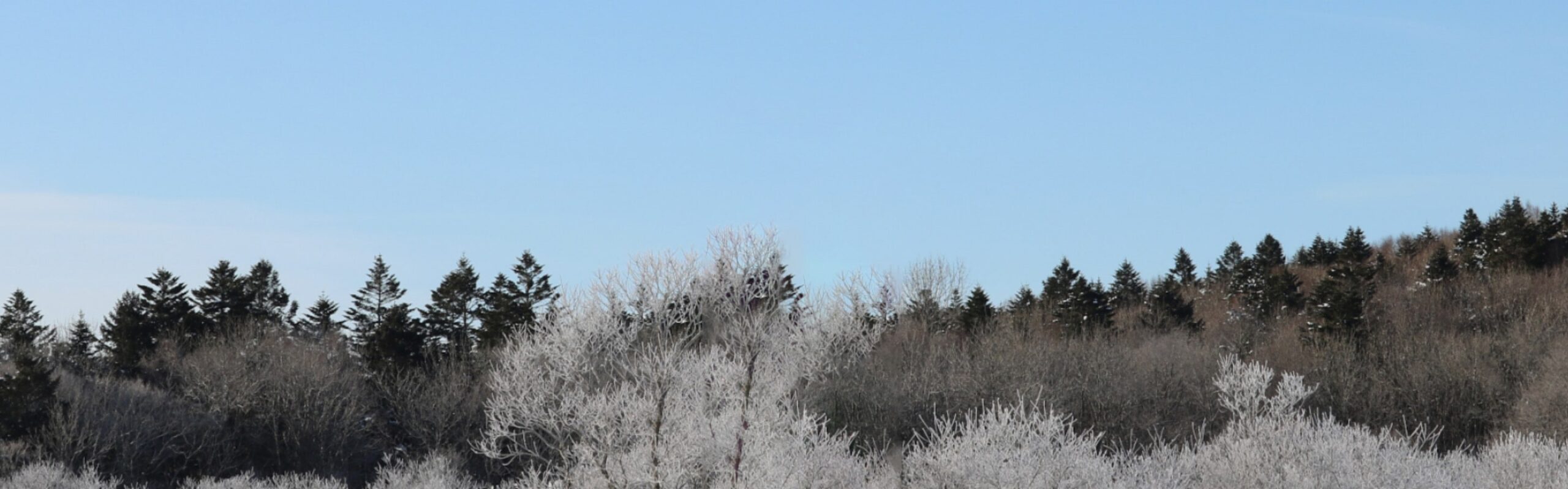 厚岸シングルモルト<br />
ジャパニーズウイスキー<br />
立春 背景