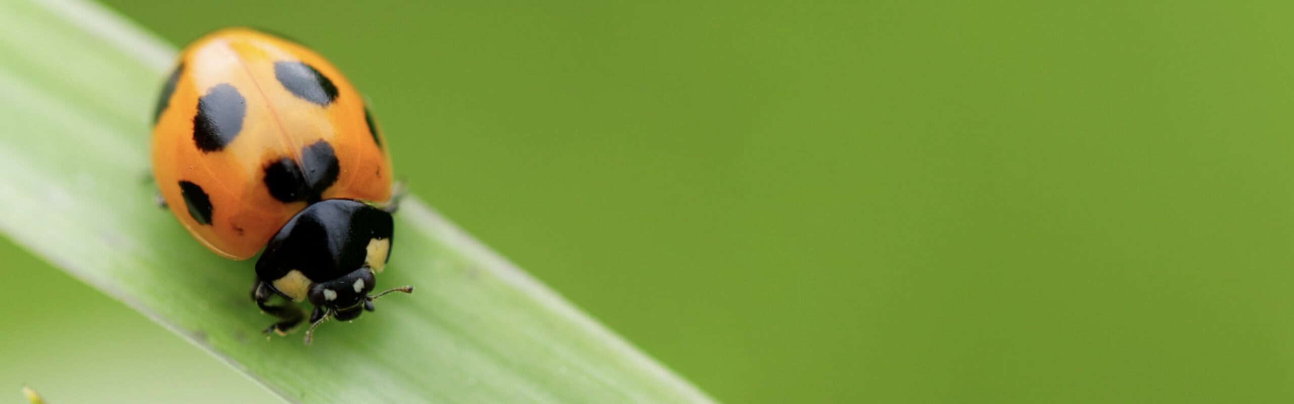 厚岸ブレンデッド<br />
ウイスキー<br />
小満 背景