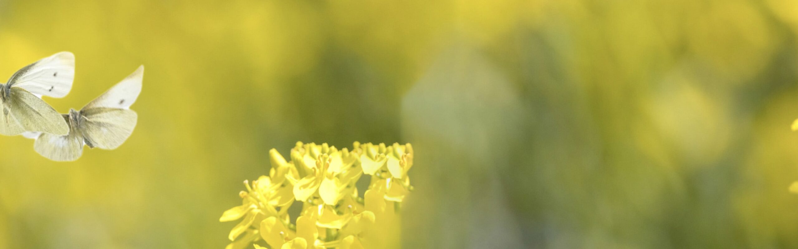 厚岸シングルモルト<br />
ジャパニーズウイスキー<br />
啓蟄 背景