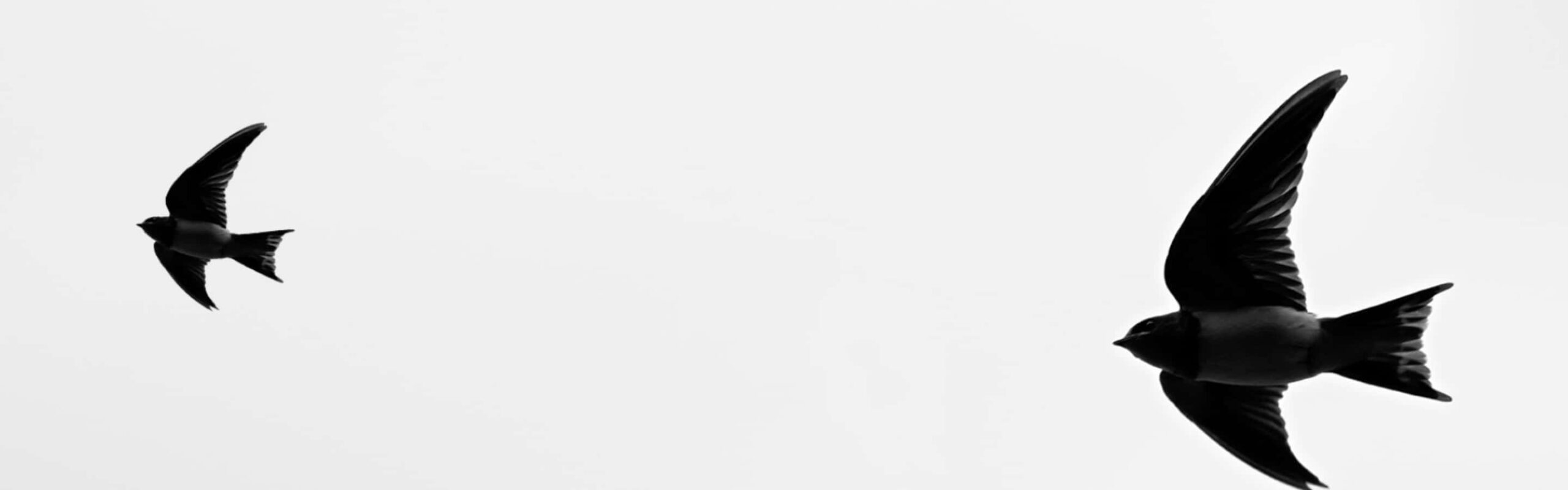 厚岸シングルモルト<br />
ジャパニーズウイスキー<br />
清明 背景