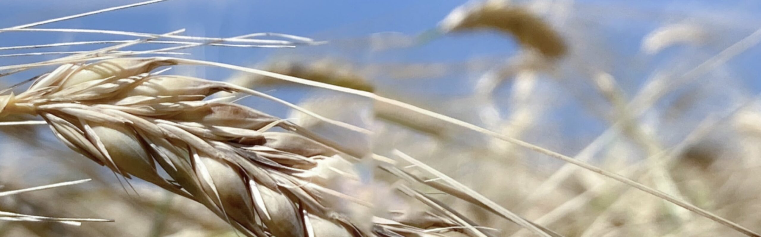 厚岸ブレンデッド<br />
ウイスキー<br />
処暑 背景