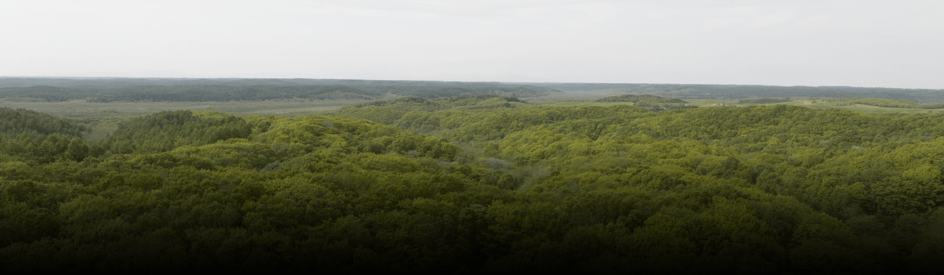 ファンギャラリー テスト 背景