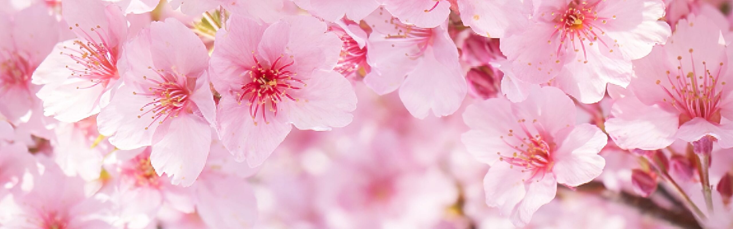 厚岸シングルモルト<br />
ジャパニーズウイスキー<br />
春分 背景